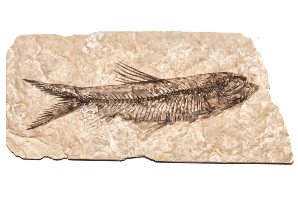 peixe fossilizado